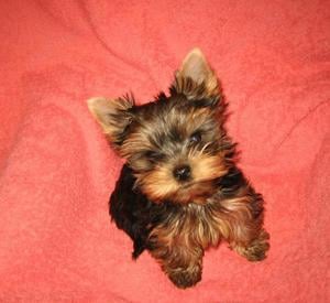 Yorkshire Terrier Tündéri Kisméretű Minőségi Kölykök eladók - kép 2