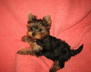 Yorkshire Terrier Tündéri Kisméretű Minőségi Kölykök eladók - kép 3