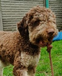 Lagotto Romagnolo kan fedez! - kép 2