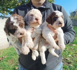 Lagotto Romagnolo kan fedez! - kép 5