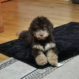 Lagotto Romagnolo kan fedez! - kép 4