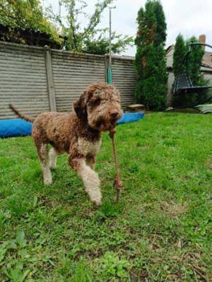 Lagotto Romagnolo kan fedez! - kép 3