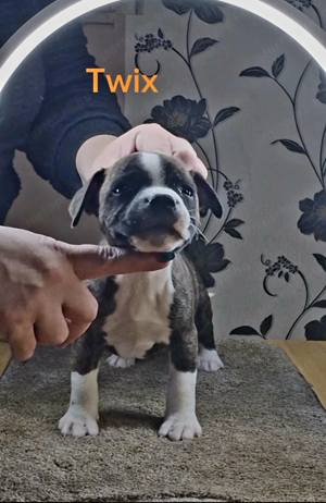 Staffordshire Bull terrier kölykök - kép 2