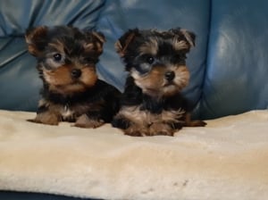 eladó yorkshire terrier mini yorki  - kép 2