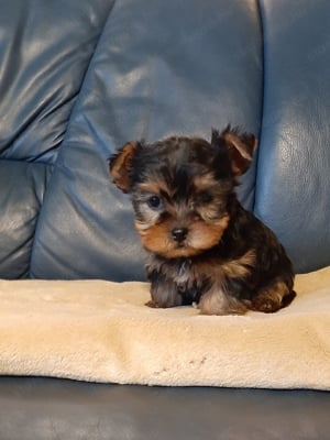 eladó yorkshire terrier mini yorki  - kép 6