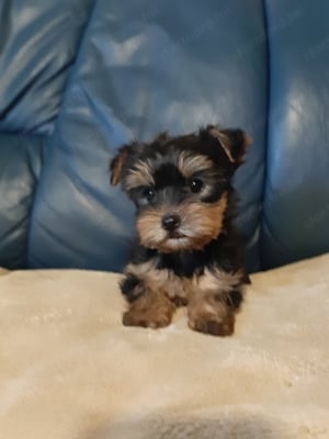 eladó yorkshire terrier mini yorki  - kép 3