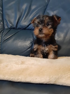 eladó yorkshire terrier mini yorki  - kép 4