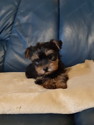 eladó yorkshire terrier mini yorki  - kép 5