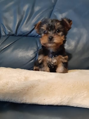 eladó yorkshire terrier mini yorki  - kép 8