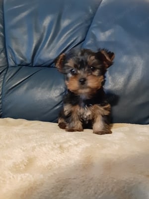 eladó yorkshire terrier mini yorki  - kép 10