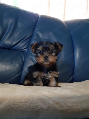 eladó yorkshire terrier mini yorki  - kép 9