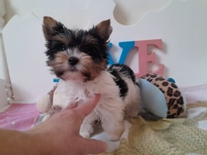 Gyönyörű szép Biewer Yorkshire terrier kisfiú (yorki) - kép 3