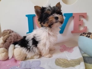 Gyönyörű szép Biewer Yorkshire terrier kisfiú (yorki) - kép 5