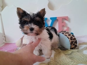 Gyönyörű szép Biewer Yorkshire terrier kisfiú (yorki)