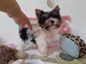 Gyönyörű szép Biewer Yorkshire terrier kisfiú (yorki) - kép 2