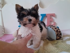 Gyönyörű szép Biewer Yorkshire terrier kisfiú (yorki) - kép 4