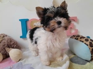 Gyönyörű szép Biewer Yorkshire terrier kisfiú (yorki) - kép 6