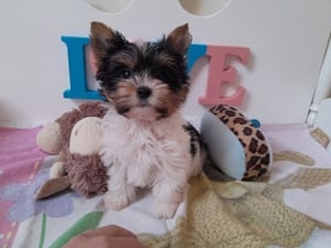 Gyönyörű szép Biewer Yorkshire terrier kisfiú (yorki) - kép 7