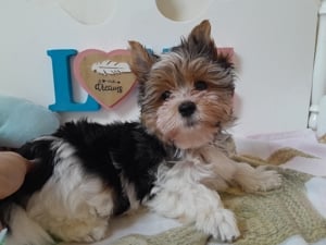 Gyönyörű szép Biewer Yorkshire terrier kisfiú (yorki)