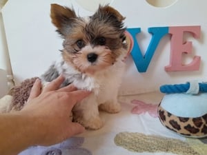 Gyönyörű szép Biewer Yorkshire terrier kisfiú (yorki) - kép 2