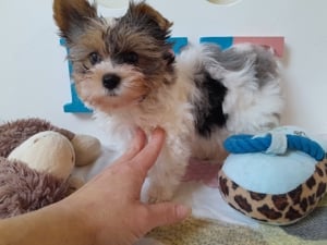 Gyönyörű szép Biewer Yorkshire terrier kisfiú (yorki) - kép 3