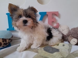 Gyönyörű szép Biewer Yorkshire terrier kisfiú (yorki) - kép 4