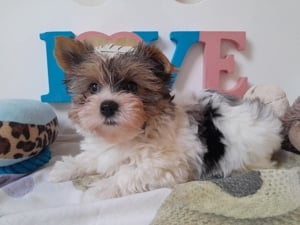 Gyönyörű szép Biewer Yorkshire terrier kisfiú (yorki)