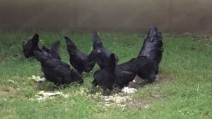 Ayam cemani baromfiktól tenyésztojás kapható - kép 2