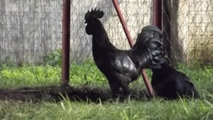 Ayam cemani baromfiktól tenyésztojás kapható - kép 3