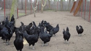 Ayam cemani baromfiktól tenyésztojás kapható - kép 4