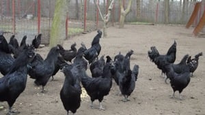 Ayam cemani baromfiktól tenyésztojás kapható - kép 5