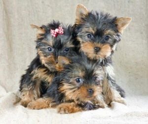 Yorkshire terrier kiskutyák 