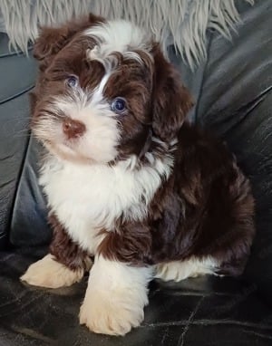 Csokoládé bichon havanese