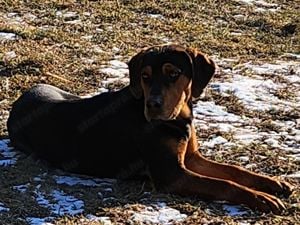 Louisiana Leopard dog- kölykök - kép 5