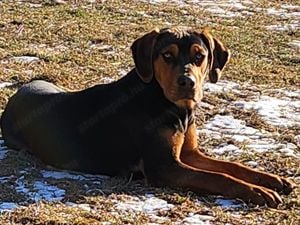 Louisiana Leopard dog- kölykök - kép 4