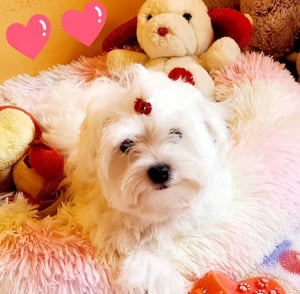 Törzskönyvezett szülőktől gyönyörű szép Bichon Havanese kiskutyák eladók  - kép 2