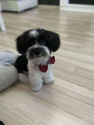 Havanese kisfiú