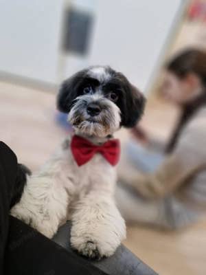 Havanese kisfiú - kép 2