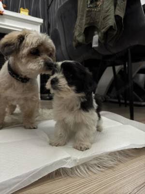 Havanese kisfiú - kép 4