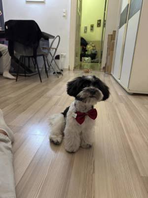 Havanese kisfiú - kép 3