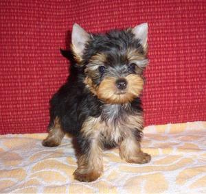 Pici Méretű Yorkshire Terrier Yorki Igényesen Nevelt Kiskutyák - kép 3