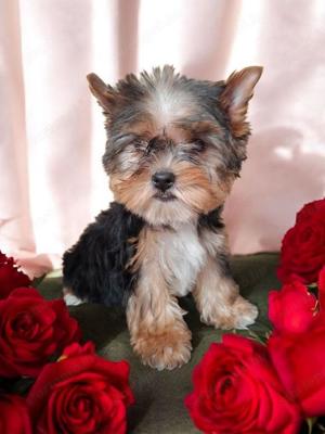 Eladó Yorkshire Terrier kis fiú és kislány  - kép 2