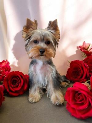 Eladó Yorkshire Terrier kis fiú és kislány 