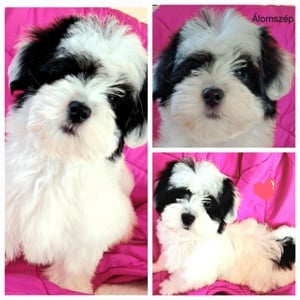 Álomszép bichon havanese kislány - kép 5