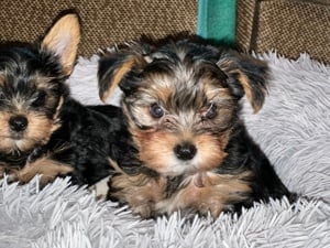 Yorkshire terrier kölykök  - kép 3