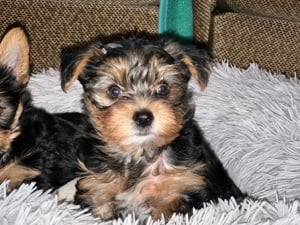 Yorkshire terrier kölykök 