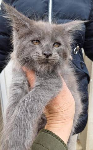 maine coon cica eladó 