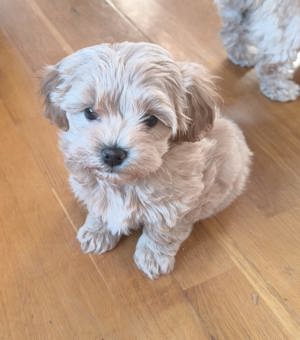 Maltipoo kölykök - kép 1