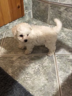 Eladók Bichon Havanese kiskutyák - kép 11