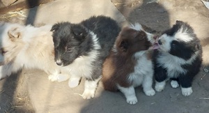 Border collie kiskutyák - kép 4